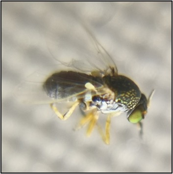 Vector de oncocercosis